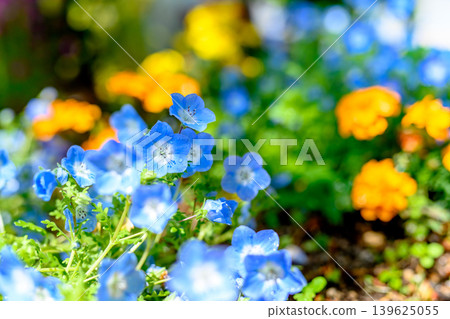 Nemophila in a sunny flowerbed - a spring image Nemophila in a sunny flowerbed - a spring image 139625055