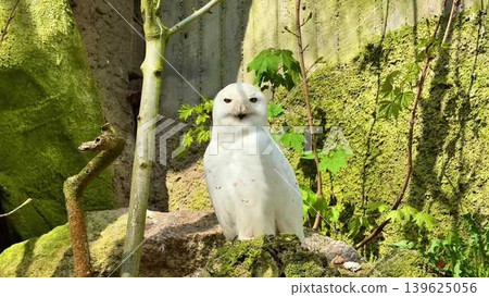Stunning White Owl in Its Natural Habitat Captivating Moments of Wildlife to Cherish Forever Stunning White Owl in Its Natural Habitat Captivating Moments of Wildlife to Cherish Forever 139625056