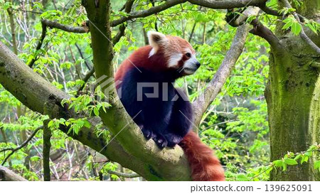 A Red Panda is relaxing peacefully in a tree, surrounded by fresh green foliage and beauty A Red Panda is relaxing peacefully in a tree, surrounded by fresh green foliage and beauty 139625091