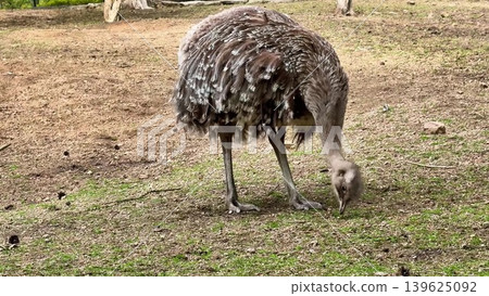 The ostrich forages for food in its natural habitat, showing its behavior and instincts The ostrich forages for food in its natural habitat, showing its behavior and instincts 139625092