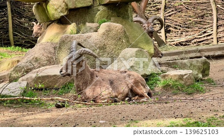 Relaxing Mountain Goats in Their Natural Habitat Among Scenic Rocky Landscapes and Flora Relaxing Mountain Goats in Their Natural Habitat Among Scenic Rocky Landscapes and Flora 139625103