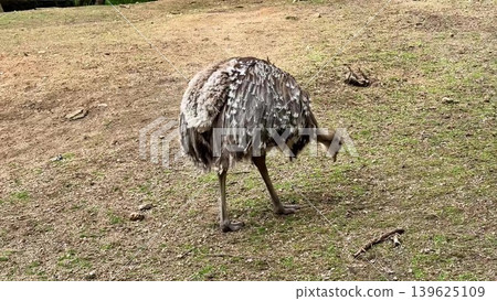An ostrich can be seen foraging on the ground in its natural habitat, showcasing its behavior An ostrich can be seen foraging on the ground in its natural habitat, showcasing its behavior 139625109