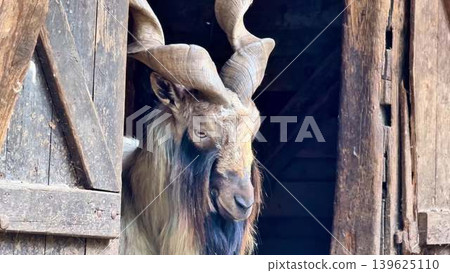 Majestic Goat Gracefully Posing in a Rustic Barn Scene Surrounded by Natures Beauty Majestic Goat Gracefully Posing in a Rustic Barn Scene Surrounded by Natures Beauty 139625110