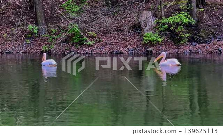 A Dramatic and Expansive Reflection of Pelicans gracefully gliding above in a Serene and Calm Lake A Dramatic and Expansive Reflection of Pelicans gracefully gliding above in a Serene and Calm Lake 139625113
