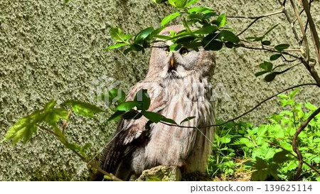 A Majestic Owl Surrounded by Lush Greenery in its Habitat Makes for a Stunning Sight 139625114