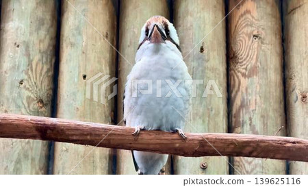 A Kookaburra Perched on a Branch in Its Natural Habitat, Enjoying the Environment A Kookaburra Perched on a Branch in Its Natural Habitat, Enjoying the Environment 139625116