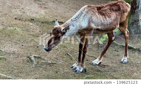 Wandering Reindeer Gracefully in Their Natural Habitat in Beautiful Landscapes and Nature Wandering Reindeer Gracefully in Their Natural Habitat in Beautiful Landscapes and Nature 139625123
