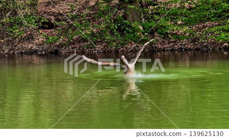 A Pelican Diving Gracefully into Water in Order to Capture Fish for Sustenance and Survival A Pelican Diving Gracefully into Water in Order to Capture Fish for Sustenance and Survival 139625130