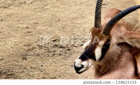 The Elegant Antelope Adorning Its Natural Habitat in the Wilderness of Our Beautiful Earth 139625135