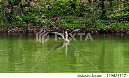 A Majestic Pelican Swimming Gracefully in the Tranquil Green Water of the Serene Pond A Majestic Pelican Swimming Gracefully in the Tranquil Green Water of the Serene Pond 139625137