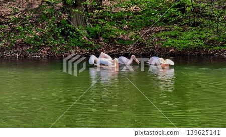 Pelicans are gracefully swimming in a tranquil, serene green pond, enjoying their environment Pelicans are gracefully swimming in a tranquil, serene green pond, enjoying their environment 139625141