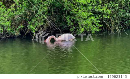 A Graceful Pink Pelican Gliding Smoothly Through the Calm and Serene Waters of Nature A Graceful Pink Pelican Gliding Smoothly Through the Calm and Serene Waters of Nature 139625143