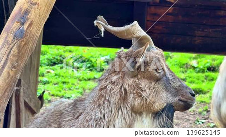 A Majestic Mountain Goat with Its Unique Curved Horns in a Beautiful Natural Habitat 139625145