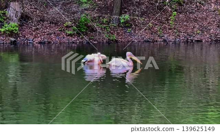 Serene and graceful Pelicans are gracefully Swimming in Tranquil, beautiful Waters of nature Serene and graceful Pelicans are gracefully Swimming in Tranquil, beautiful Waters of nature 139625149