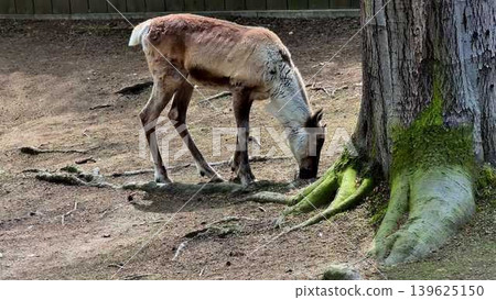 Reindeer Grazing at the Roots of Trees in a Natural Wildlife Setting, Surrounded by Nature Reindeer Grazing at the Roots of Trees in a Natural Wildlife Setting, Surrounded by Nature 139625150