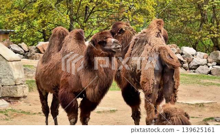 A group of camels resting peacefully in their natural habitat, showcasing their beauty and grace A group of camels resting peacefully in their natural habitat, showcasing their beauty and grace 139625161