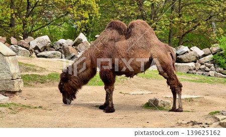A Bactrian Camel grazes in its natural habitat, amid lush greenery and diverse wildlife A Bactrian Camel grazes in its natural habitat, amid lush greenery and diverse wildlife 139625162