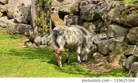 A Curious Pony Adventurously Exploring a Beautiful Scenic Outdoor Environment in Nature A Curious Pony Adventurously Exploring a Beautiful Scenic Outdoor Environment in Nature 139625164