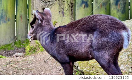 A Graceful Young Goat Thrives in Its Natural Habitat Surrounded by Scenic Views and Greenery A Graceful Young Goat Thrives in Its Natural Habitat Surrounded by Scenic Views and Greenery 139625165