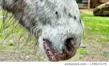 A CloseUp Shot of a Gray Horses Snout Taken in Its Natural Habitat Environment 139625179