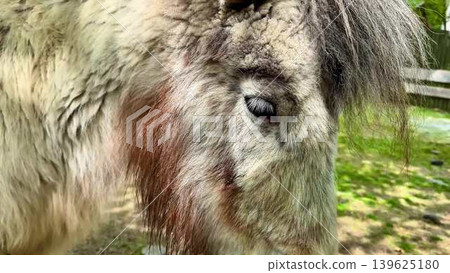 A closeup view of an incredibly majestic pony set against a beautiful natural backdrop A closeup view of an incredibly majestic pony set against a beautiful natural backdrop 139625180