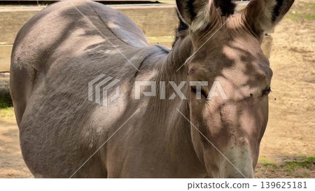 Discover the exquisite and rare horse species thriving in their natural habitat today Discover the exquisite and rare horse species thriving in their natural habitat today 139625181
