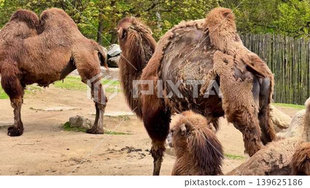 Bactrian Camels in Their Natural Habitat Truly Unique and Fascinating Animals Across the World 139625186