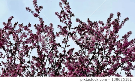 The enchanting sight of blooming pink cherry blossom trees during the delightful spring season The enchanting sight of blooming pink cherry blossom trees during the delightful spring season 139625191