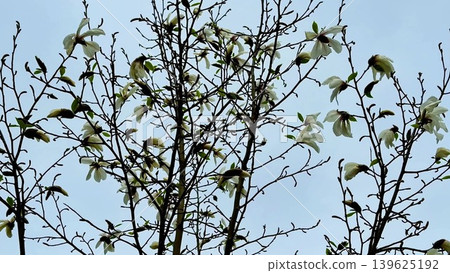 Beautifully Blooming Magnolia Branches Set Against a Clear Blue Sky for all to see and admire Beautifully Blooming Magnolia Branches Set Against a Clear Blue Sky for all to see and admire 139625192