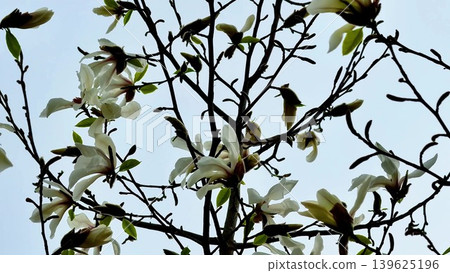 The Beautiful Blossom of Magnolias Gracefully Stands Out Against a Soft and Serene Sky The Beautiful Blossom of Magnolias Gracefully Stands Out Against a Soft and Serene Sky 139625196