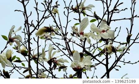 Stunning and Beautiful Magnolia Blossoms Showcased in a Blooming Spring Landscape Stunning and Beautiful Magnolia Blossoms Showcased in a Blooming Spring Landscape 139625199