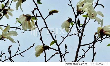 Magnolia blossoms gracefully adorn the branches against a stunning blue sky backdrop 139625202