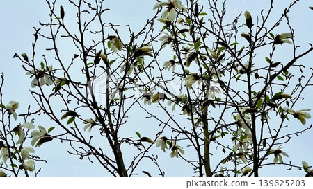 A Beautiful Blooming Magnolia Tree Displaying its Lovely White Flowers Against a Clear Blue Sky 139625203