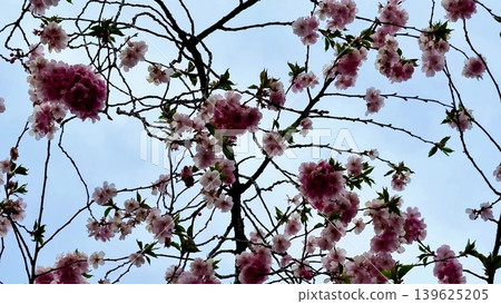Beautiful Cherry Trees in Full Bloom Framed Against a Clear Blue Sky During Springtime Beautiful Cherry Trees in Full Bloom Framed Against a Clear Blue Sky During Springtime 139625205