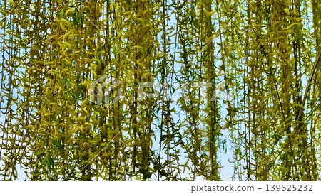 Lush Green Cascading Foliage with a Beautiful Sunlit Background to Enhance its Appeal 139625232