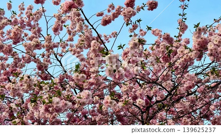 The Beautiful Cherry Blossom Trees are Blooming Magnificently in the Spring Season The Beautiful Cherry Blossom Trees are Blooming Magnificently in the Spring Season 139625237