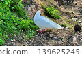 A white dove is foraging in the green grass, enjoying natures delightful bounty 139625245