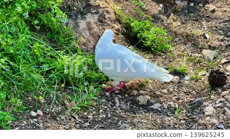 A white dove is foraging in the green grass, enjoying natures delightful bounty 139625245