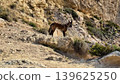 A Wild Canine Standing in Rocky and Challenging Terrain, a Unique Natural Habitat to Explore 139625250