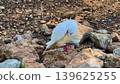 An Elegant White Bird Gracefully Resting Among Stones in Its Natural, Peaceful Setting 139625255