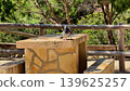 Pigeons perched on a Stone Table in a beautiful and Scenic Park, enhancing the atmosphere 139625257