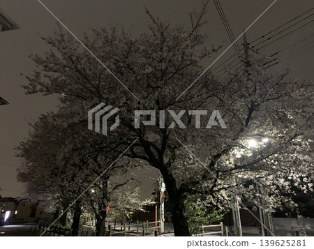 櫻花在晚上 櫻花在晚上 139625281