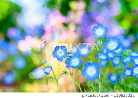 Beautiful nemophila flowers illuminated by light - background image, background material, background image Beautiful nemophila flowers illuminated by light - background image, background material, background image 139625322