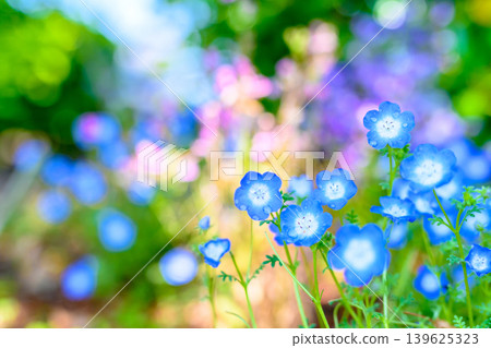 Beautiful nemophila flowers illuminated by light - background image, background material, background image Beautiful nemophila flowers illuminated by light - background image, background material, background image 139625323