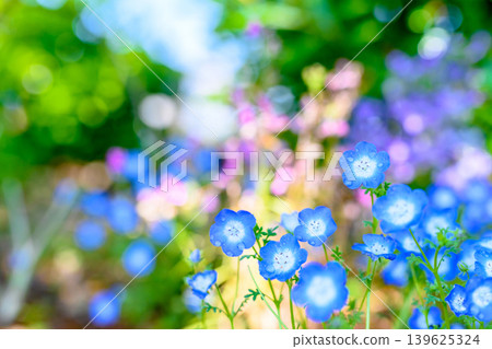 Beautiful nemophila flowers illuminated by light - background image, background material, background image 139625324