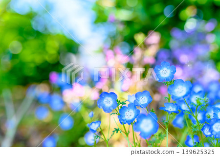 Beautiful nemophila flowers illuminated by light - background image, background material, background image Beautiful nemophila flowers illuminated by light - background image, background material, background image 139625325