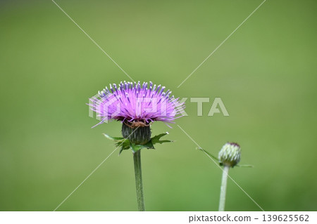 薊花 139625562