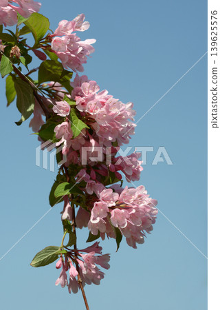 Weigela 139625576