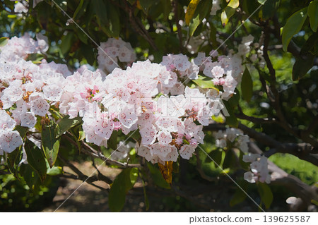 Close-up of cherry blossoms in October Close-up of cherry blossoms in October 139625587