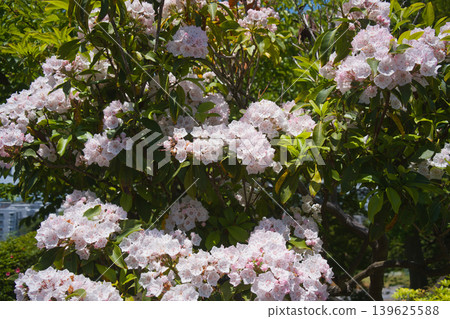Cherry blossoms in full bloom in October Cherry blossoms in full bloom in October 139625588